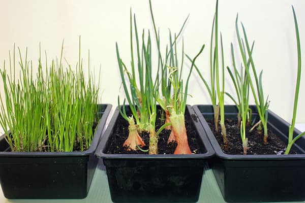 Germination of different types of onions