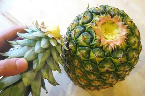Separating the top from the pineapple