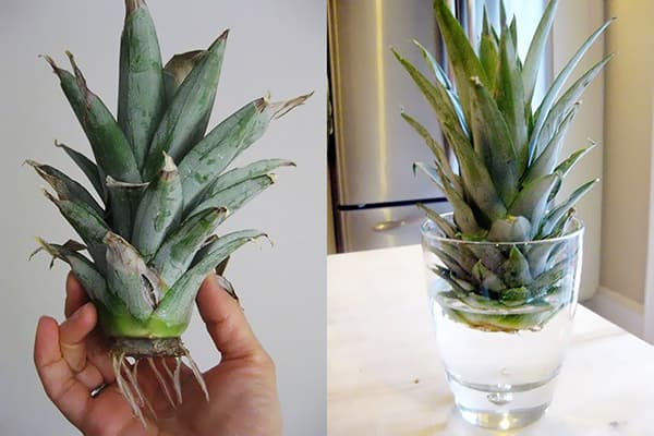 Germination of the pineapple crown in water