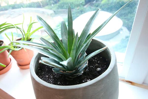 Pineapple top in a pot