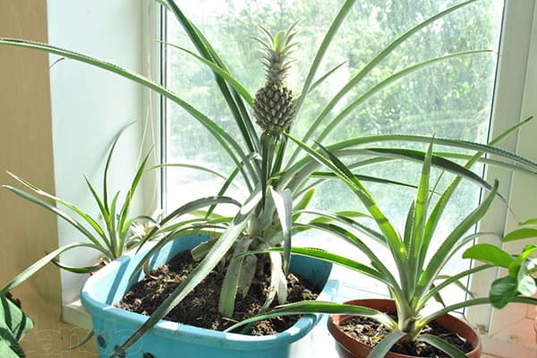 Growing pineapple on a windowsill