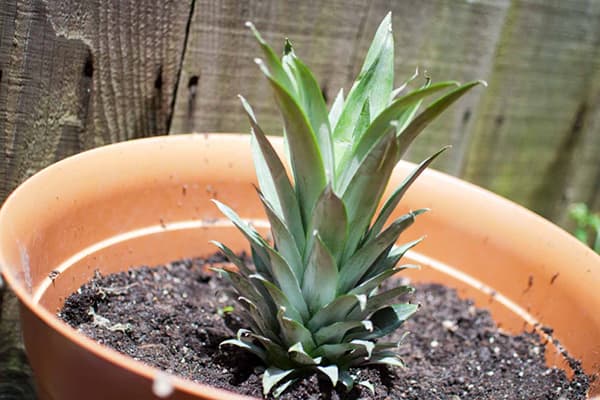 Rooted Pineapple Top in Pot