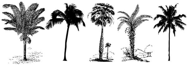 Видове палми с дата
