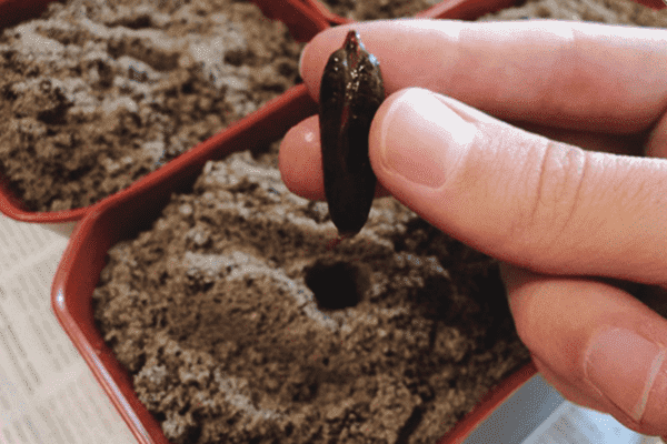 Planting date bones in a pot