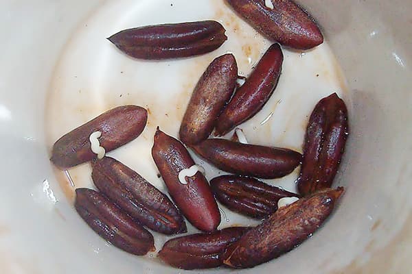 Sprouted Date Bones