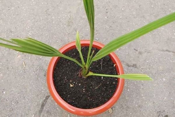 Young date palm tree in a pot