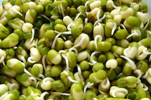 Sprouted mung bean