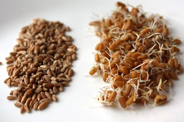 Wheat before and after germination