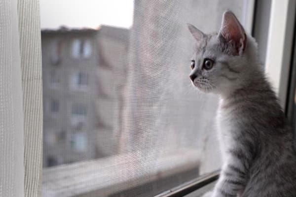 Kaķis pie loga ar moskītu tīklu