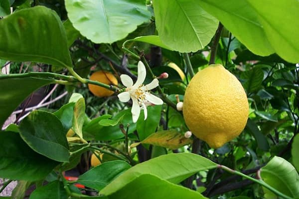 شجرة الليمون