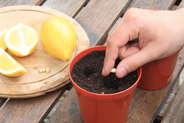 Piantare un seme di limone in una pentola