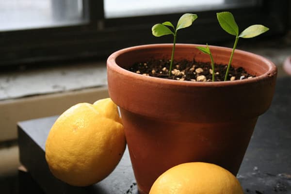 Lemon seedlings