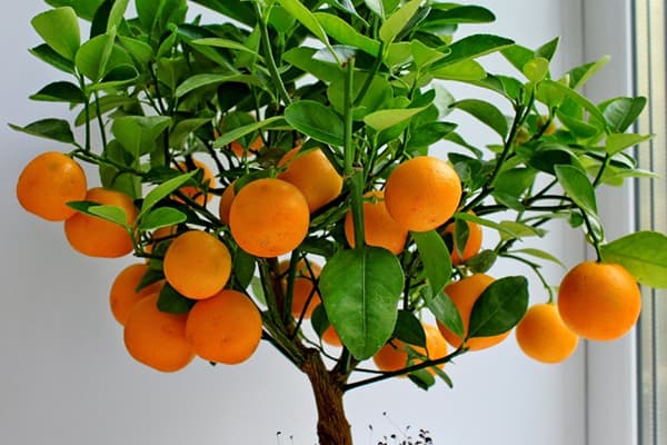 Árvore de tangerina