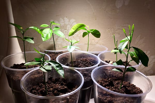 Ang mga seedlings ng Tangerine sa mga tasa