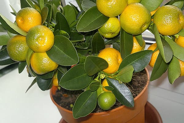 Hueso de mandarina fructífero