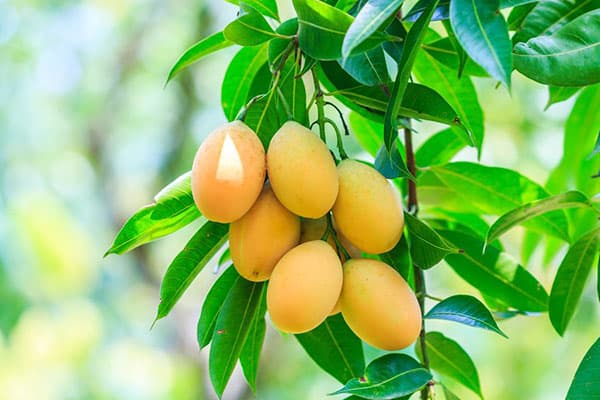 Augļi uz mango koka
