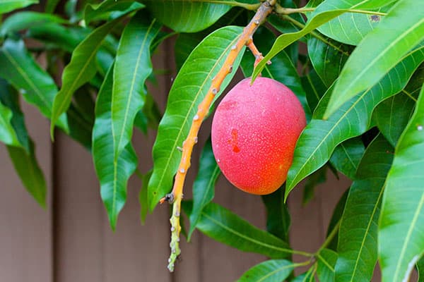 Fruto de mango en el árbol