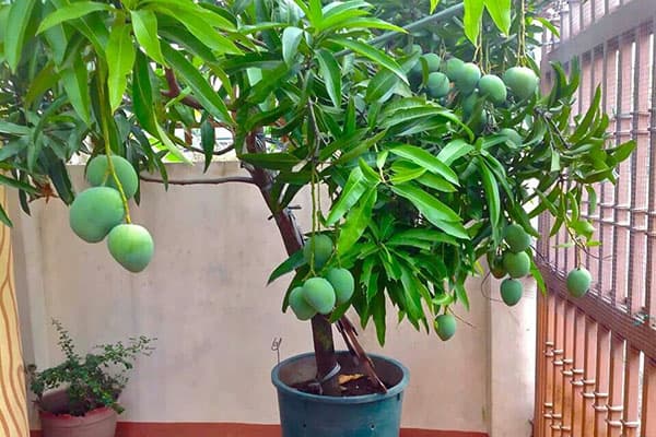 Árbol frutal de mango en una maceta