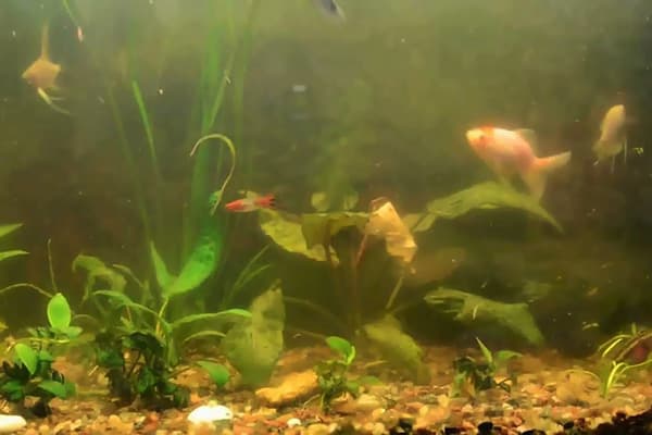 Apa turbidă în acvariu