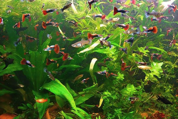 O mulțime de pești în acvariu