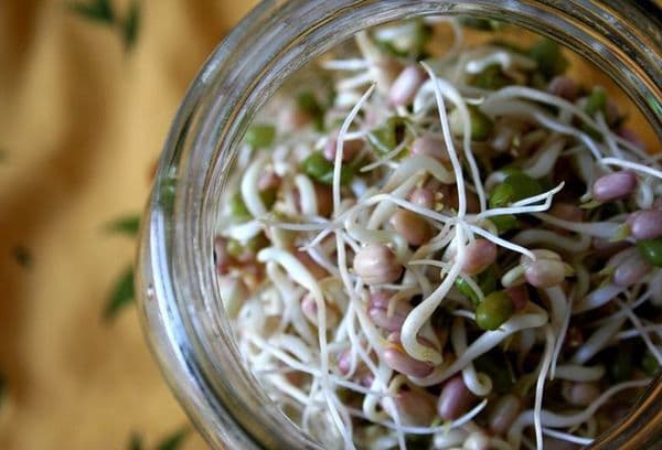 Sprouted beans in a jar