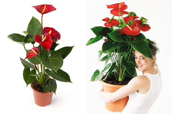 Mujer con anthurium