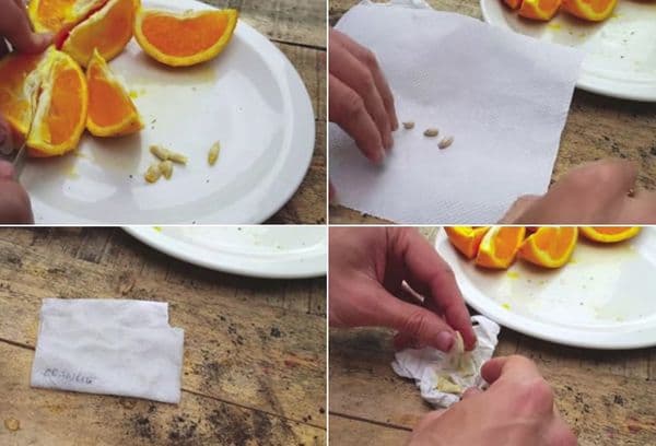 Kiełkowanie kości pomarańczowej