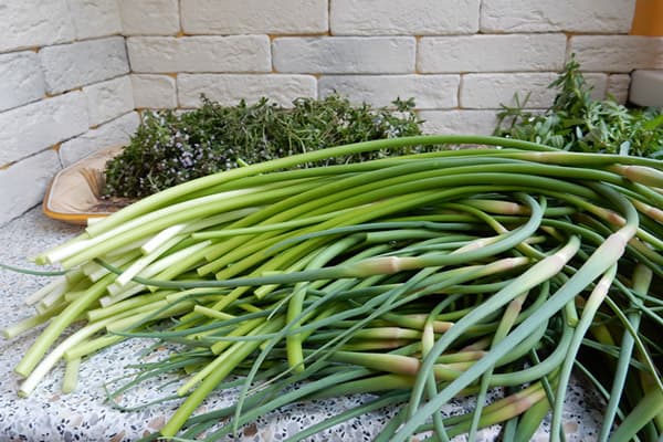 Fresh arrows of garlic