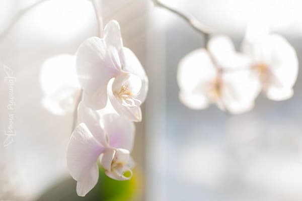 Kvitnúca orchidea na slnku