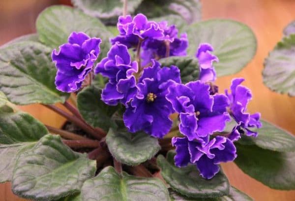 Mga violets sa bahay