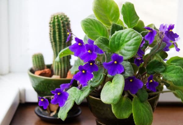 Violets un kaktuss