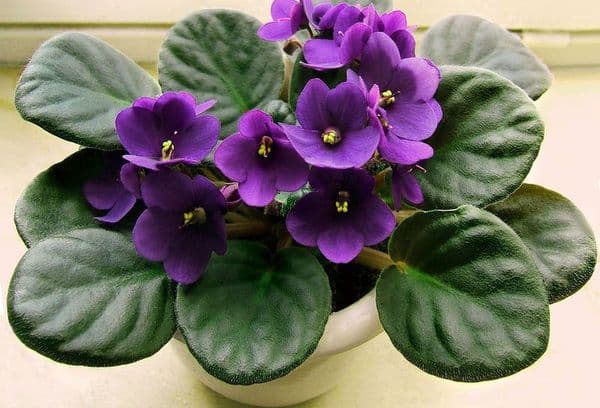 Violette blomster