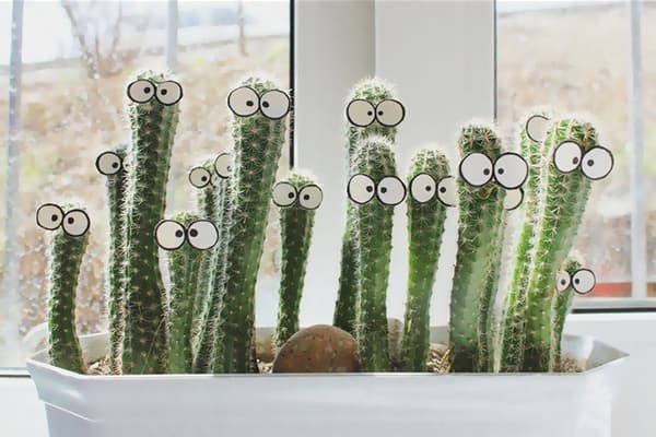 Kaktus i vindueskarmen
