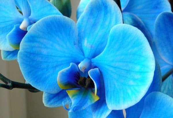 Blå orkide