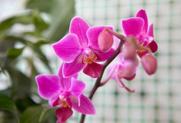 Rosa orkidé