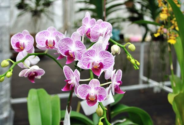 Königliche Orchidee