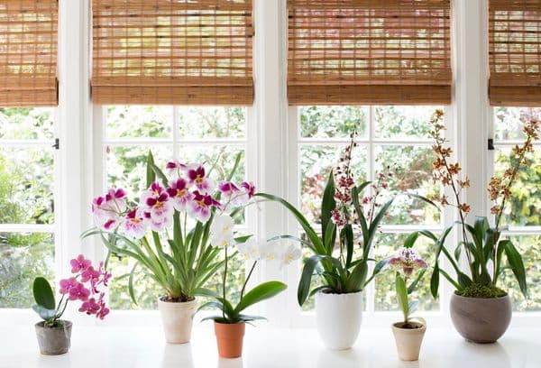 Защо орхидеите не могат да се държат у дома: лоши и добри поличби, последици за здравето