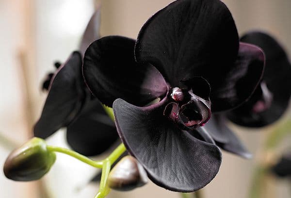 Черна орхидея