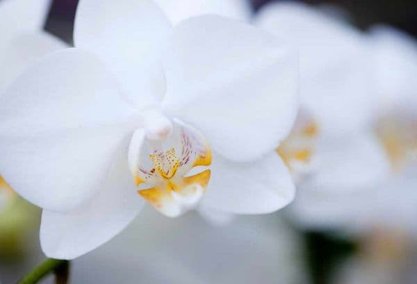 Hvid orkidé