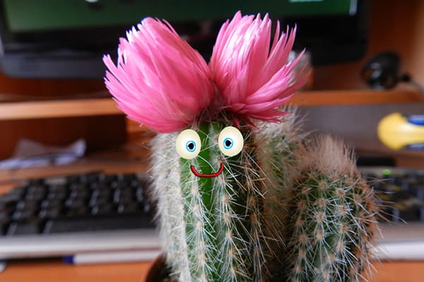 Blomstrende kaktus på skrivebordet