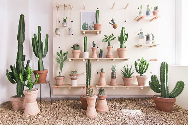 Kaktus i leiligheten