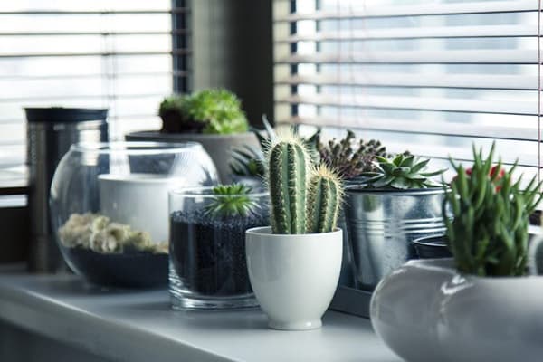 Succulents on a window sill