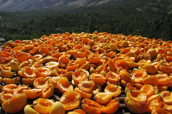 Drying Apricots Outdoors