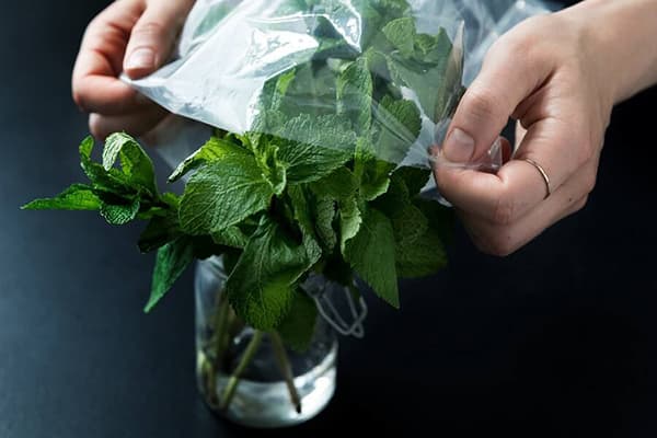 Storage of mint in a jar of water