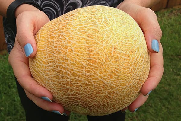 Melon in the hands