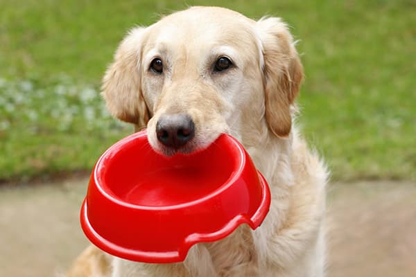 The dog holds in his teeth his bowl for feeding