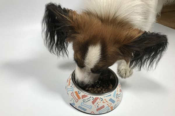 Câinele mănâncă mâncare dintr-un castron