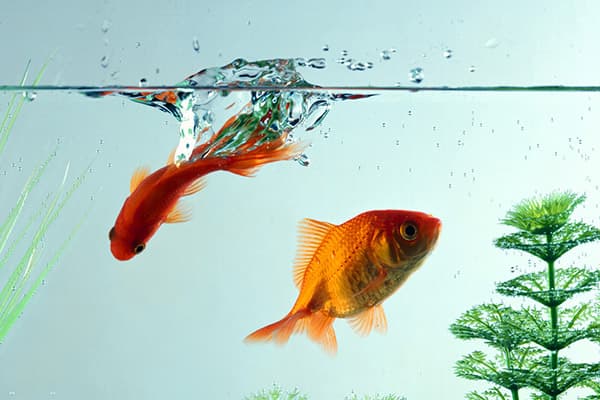 Goldfish sa aquarium
