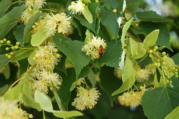 Bee on a blooming linden