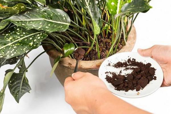 Adding coffee grounds to an indoor plant pot